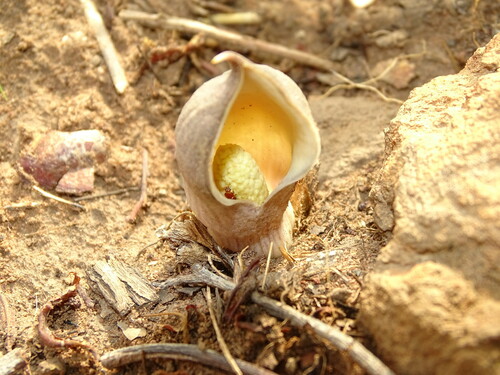 Stylochaeton lancifolium