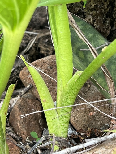 Stylochaeton natalensis — photo