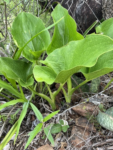 Stylochaeton natalensis — photo