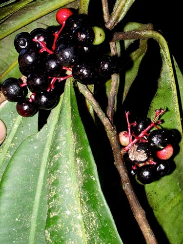 Stylogyne ardisioides — photo
