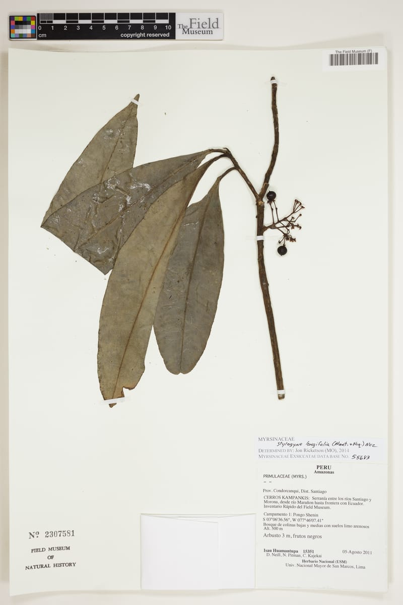 Stylogyne ardisioides — photo