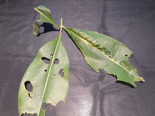 Stylogyne cauliflora
