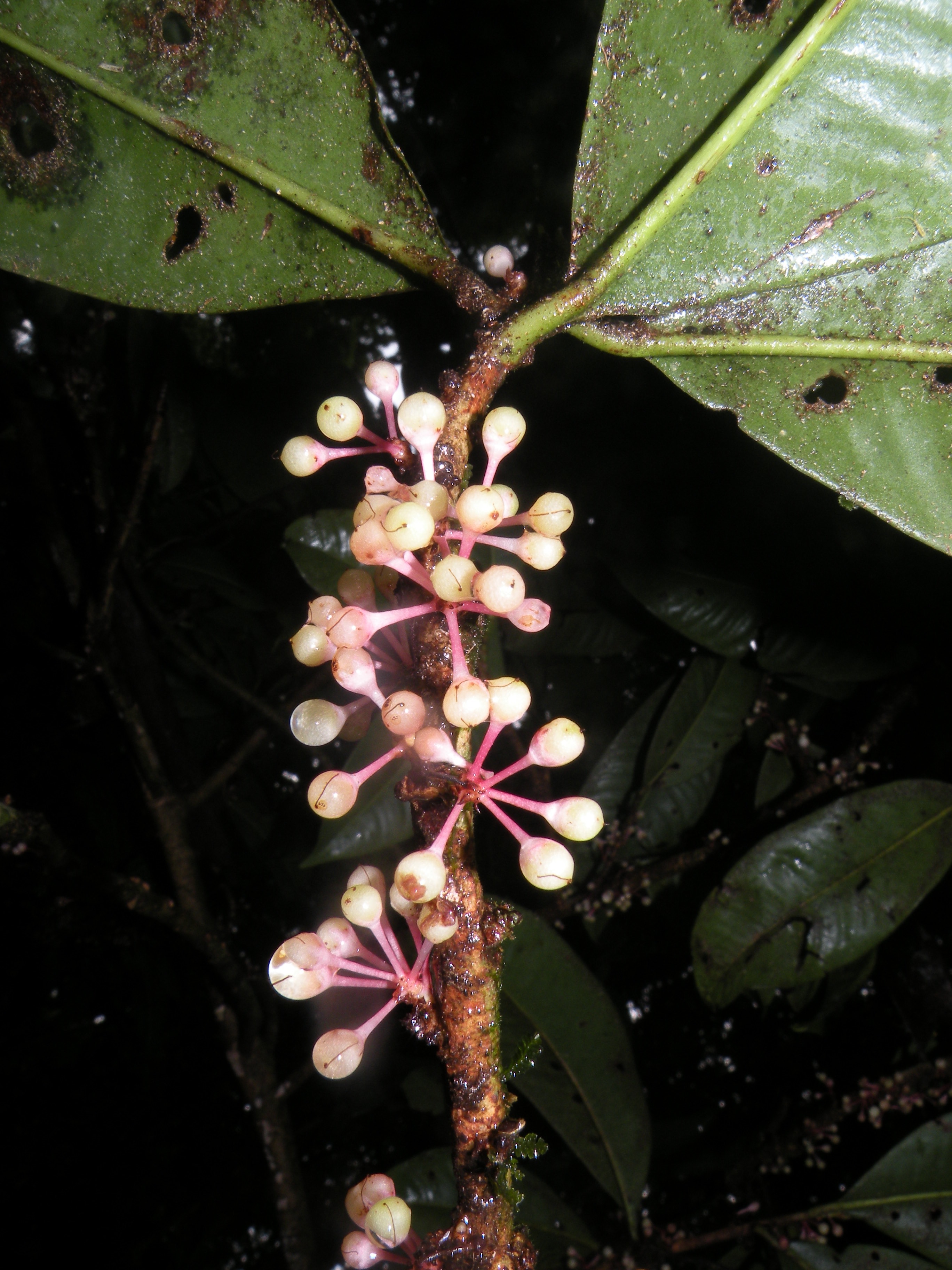 Stylogyne serpentina (Serpentine stylogyne) — photo