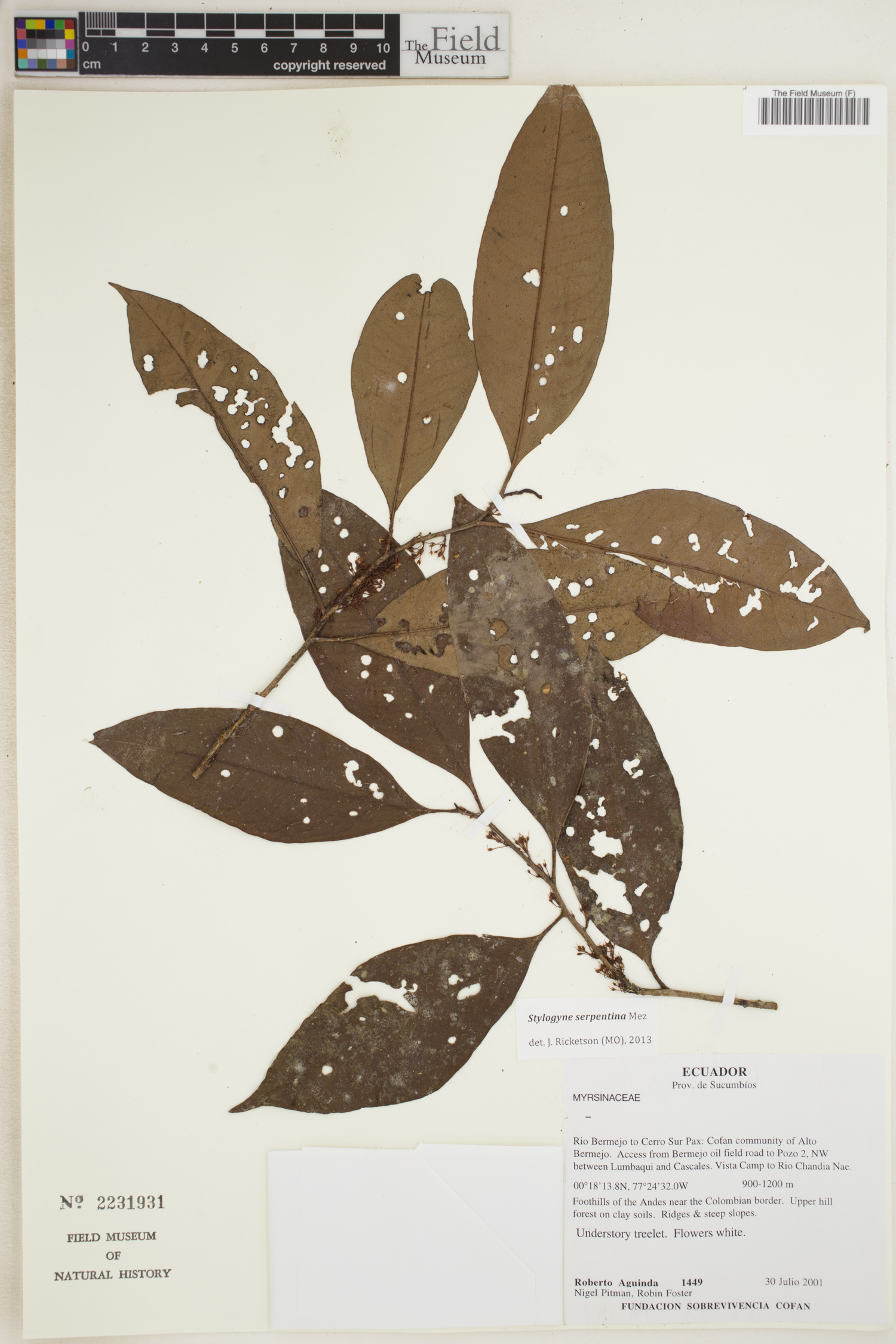 Stylogyne serpentina (Serpentine stylogyne) — photo