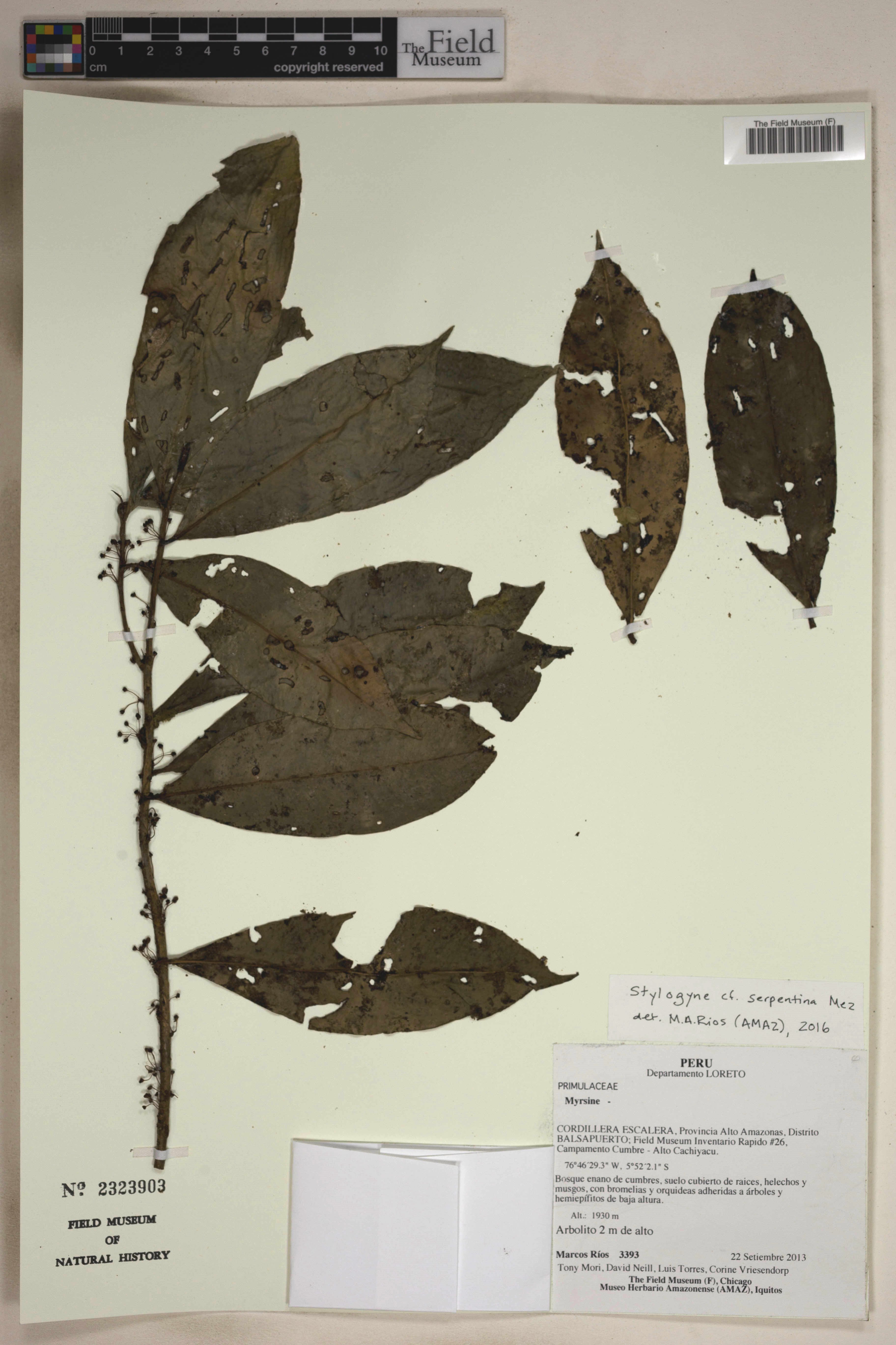 Stylogyne serpentina
