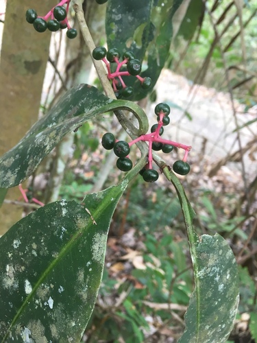 Stylogyne turbacensis subsp. laevis