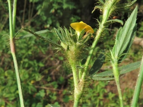 Stylosanthes biflora — photo