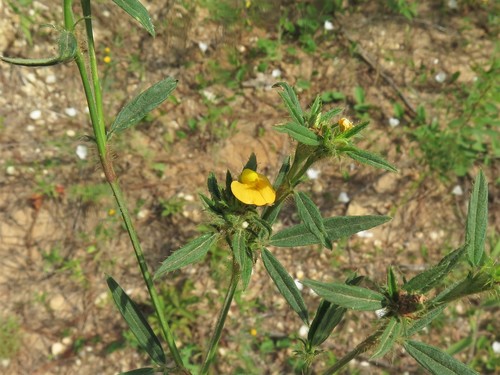 Stylosanthes biflora — photo