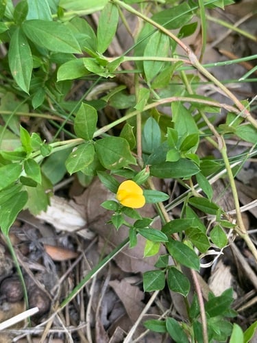 Stylosanthes biflora