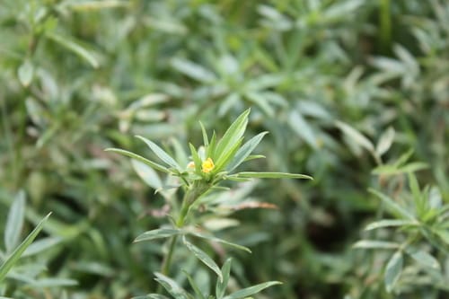 Stylosanthes erecta — photo