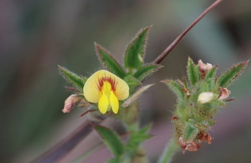Stylosanthes fruticosa — photo