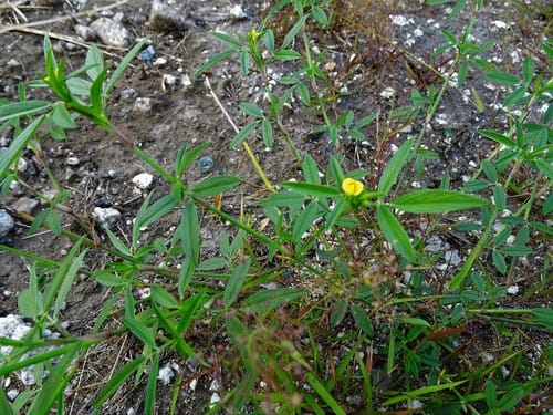 Stylosanthes humilis — photo