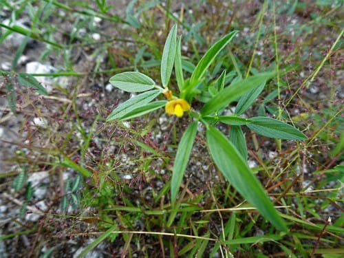 Stylosanthes humilis — photo