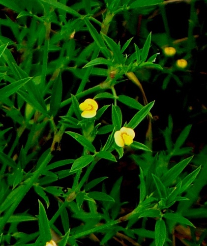 Stylosanthes humilis