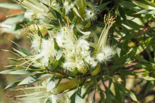 Styphelia adscendens (Golden heath) — photo