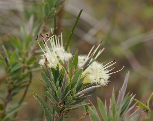 Styphelia adscendens