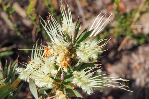 Styphelia adscendens (Golden heath) — photo