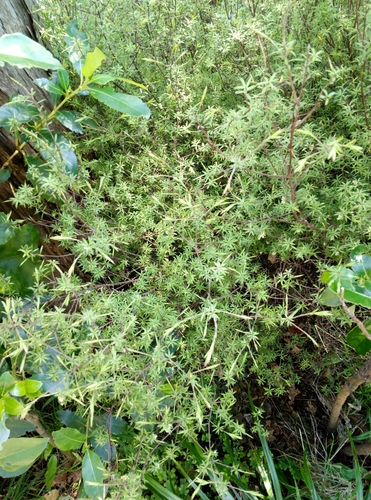 Styphelia fasciculata — photo