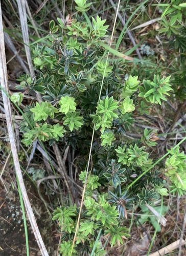 Styphelia fasciculata — photo