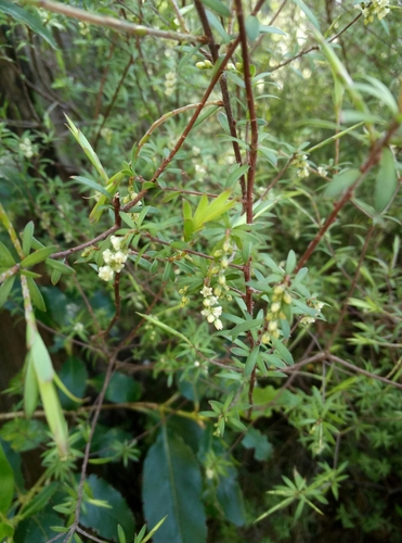 Styphelia fasciculata