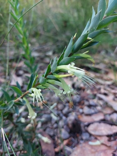 Styphelia laeta