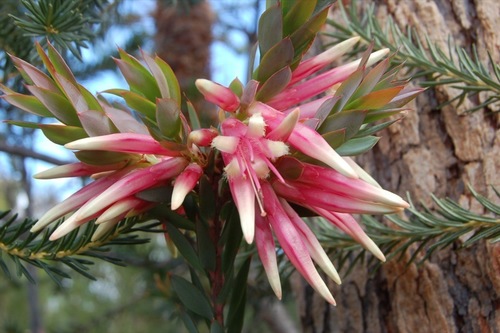 Styphelia triflora (Pink Fivecorners) — photo