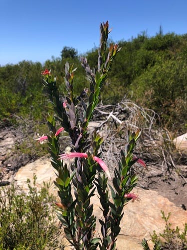 Styphelia triflora (Pink Fivecorners) — photo