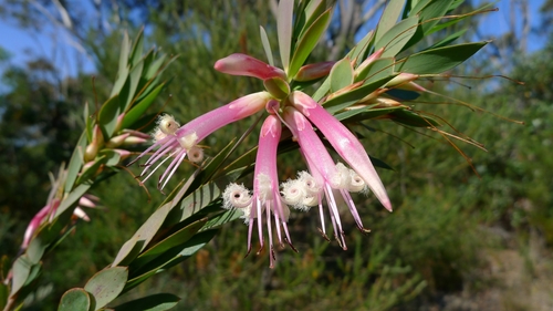 Styphelia triflora
