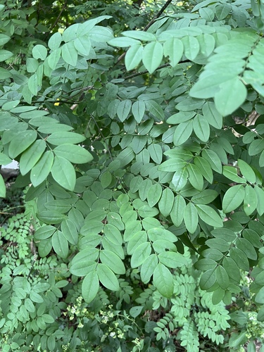 Styphnolobium japonicum (Japanese pagoda tree) — photo