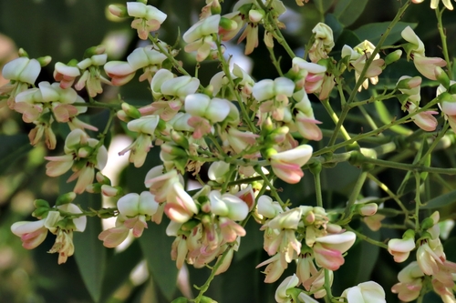 Styphnolobium japonicum (Japanese pagoda tree) — photo