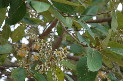 Styrax argenteus var. ramirezii — photo