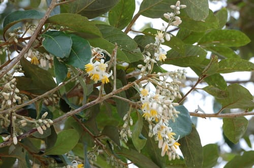 Styrax argenteus var. ramirezii — photo
