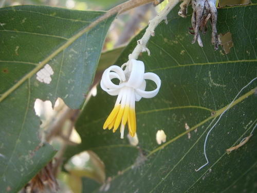 Styrax argenteus var. ramirezii