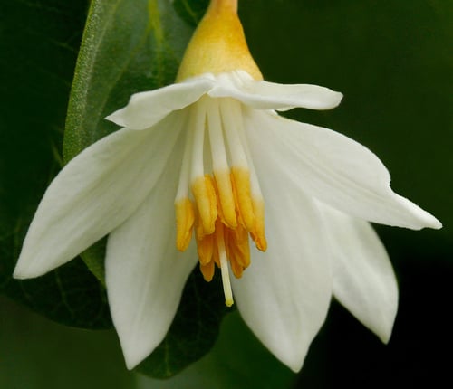 Styrax benzoin