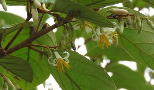 Styrax camporum (Cananhema) — photo