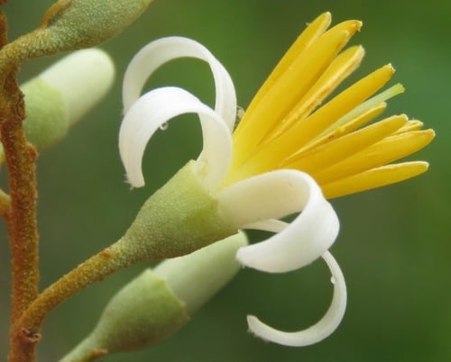 Styrax camporum