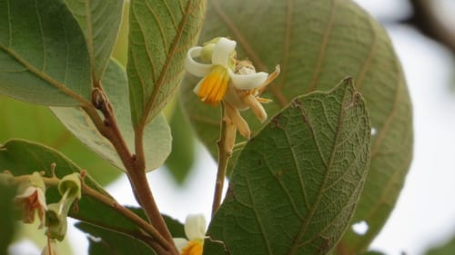 Styrax ferrugineus — photo