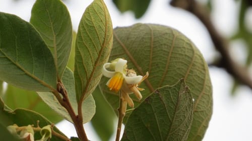 Styrax ferrugineus — photo