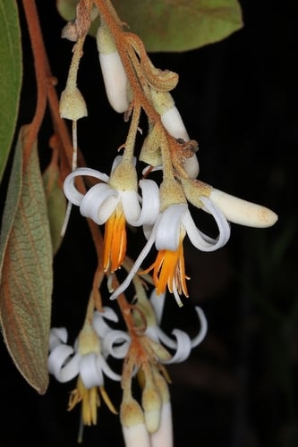 Styrax ferrugineus