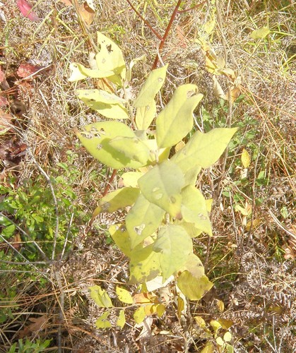 Styrax glaber (Glabrous snowbell) — photo