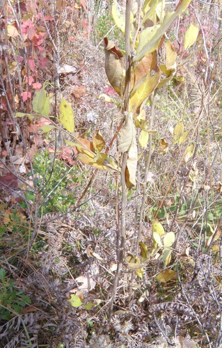 Styrax glaber (Glabrous snowbell) — photo