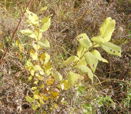 Styrax glaber