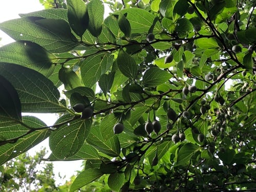 Styrax japonicus (Japanese storax) — photo