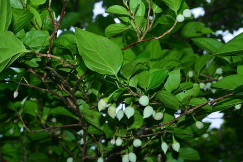 Styrax japonicus (Japanese storax) — photo