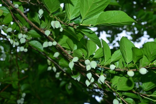 Styrax japonicus