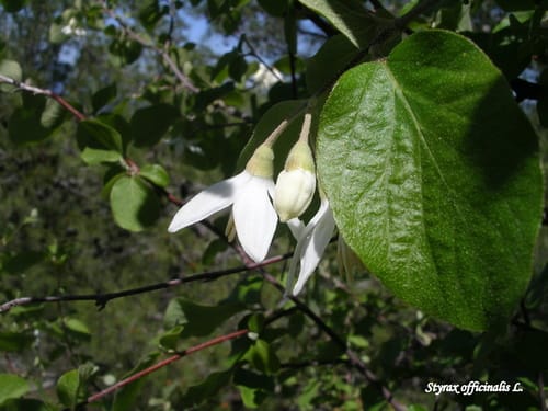 Styrax officinalis (Storax tree) — photo