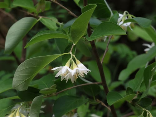 Styrax officinalis (Storax tree) — photo