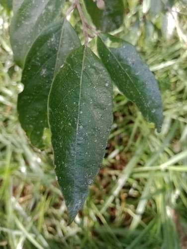 Styrax pohlii (Cananhema acu) — photo