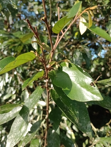 Styrax pohlii