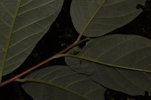 Styrax radians (Radiating snowball) — photo
